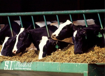 Кусто Агро потратит $8 млн. на новый животноводческий комплекс